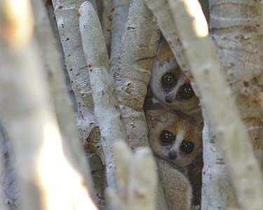 A territory for lemurs